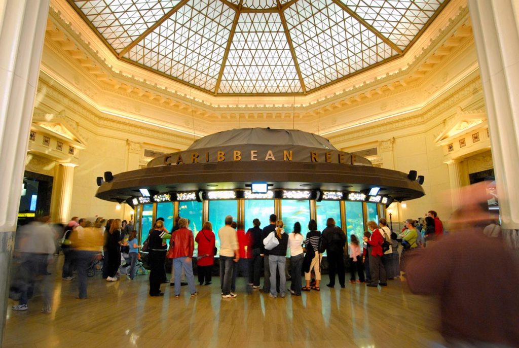 Caribbean Reef at Shedd Aquarium, photo courtesy Choose Chicago