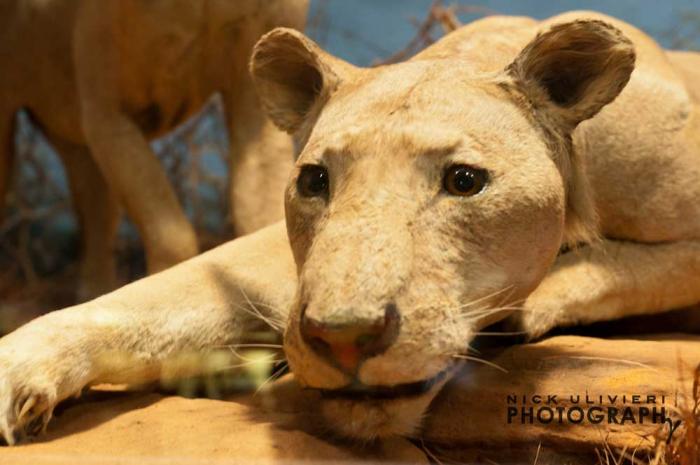 Tsavo Lions at Field Museum, photo credit Nick Ulivieri