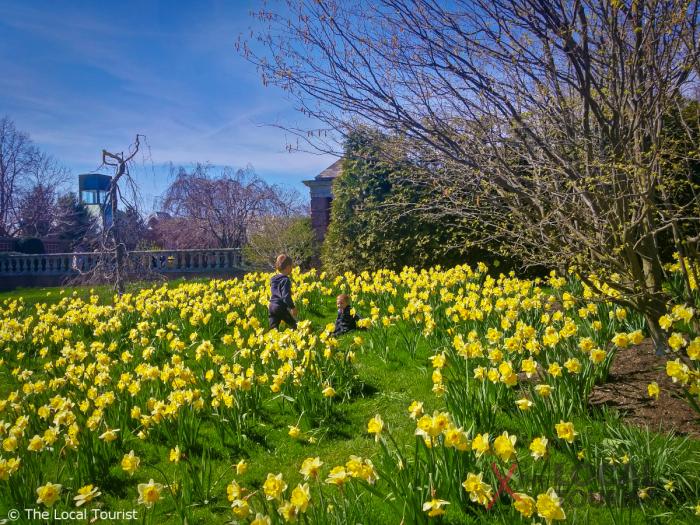 Chicago Botanic Garden - Kids in Daffodils