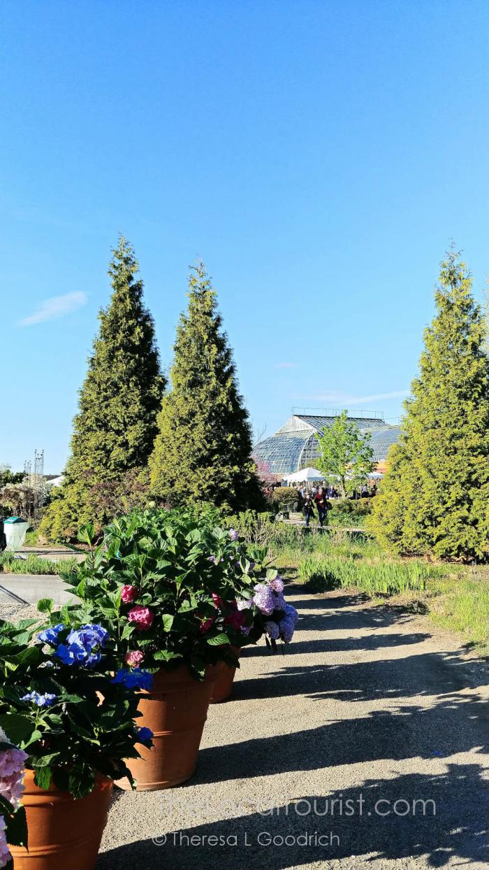 Garfield Park Conservatory on the west side of Chicago. A path with flowers on the left through tall evergreens with greenhouse in the background