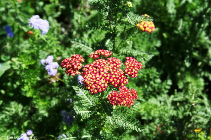 Flowers at Chicago Botanic Garden