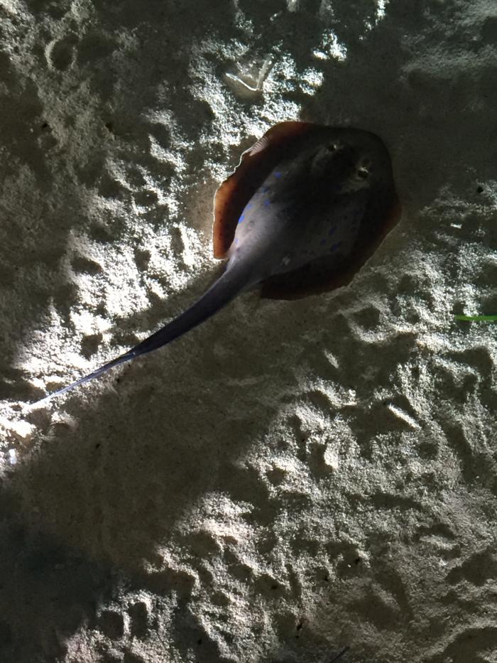 Walking over a string ray at Shedd Aquarium