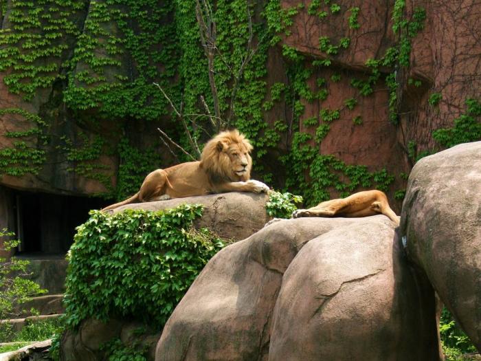 Lions at Lincoln Park Zoo