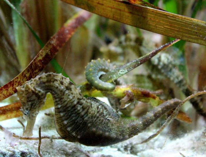 Seahorse at the Shedd Aquarium