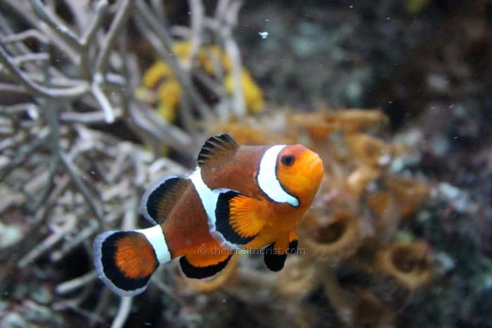 Clown Fish at the Chicago Shedd Aquarium