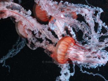 Jellyfish at the Shedd Aquarium in Chicago, one of the many creatures you can see during their free days