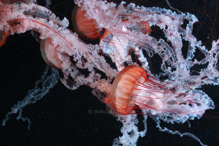 Jellyfish at the Shedd Aquarium in Chicago, one of the many creatures you can see during their free days