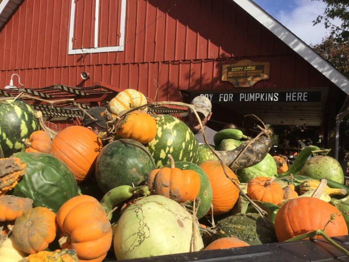 Find a Pumpkin Patch in Chicagoland Your Chicago Guide