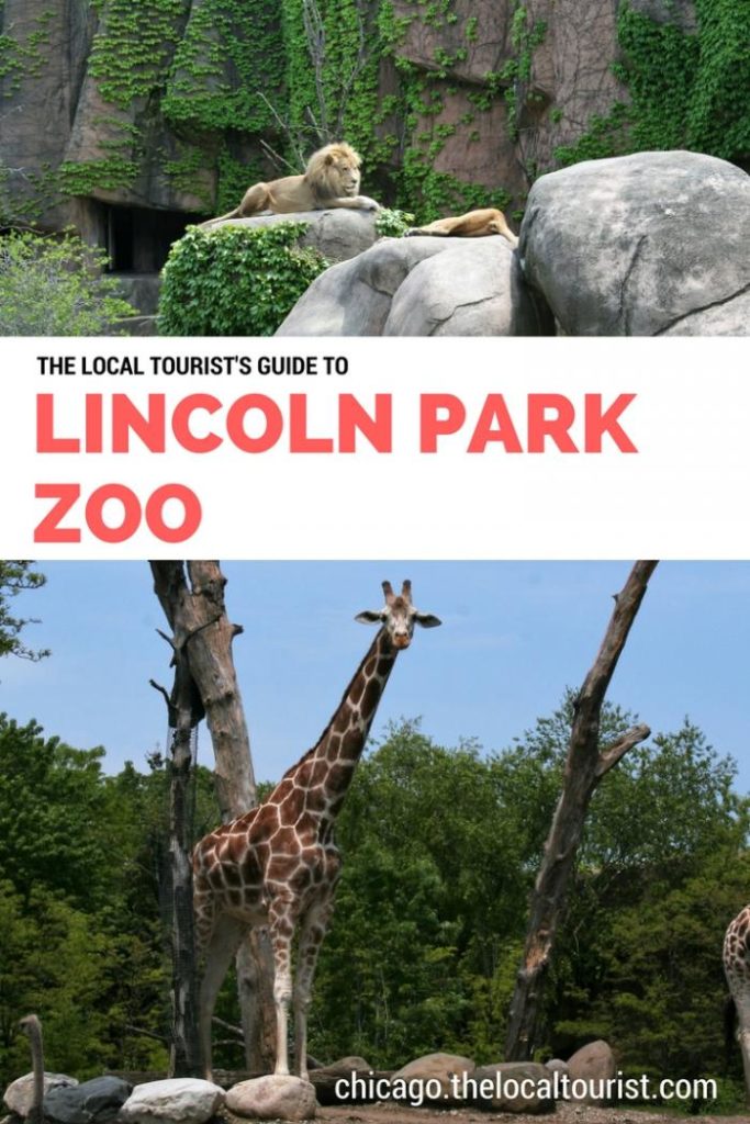 The Local Tourist's Guide to Lincoln Park Zoo