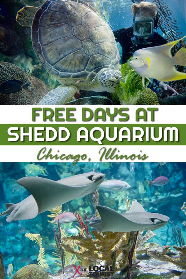 Chicago's Shedd Aquarium offers several free days a year for Illinois residents.